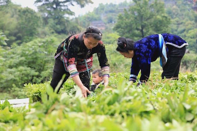 十个高收益种植项目，想学习的别错过，建议收藏