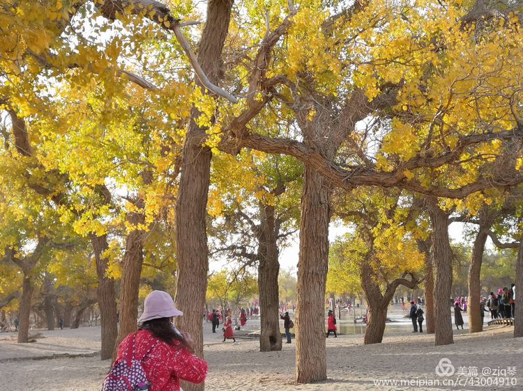 2019西北行｜胡杨：生而千年不死，死而千年不倒，倒而千年不朽
