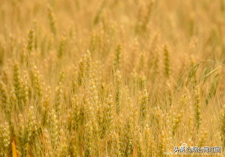 人们常说"三夏"大忙季节，即指忙于夏收、夏种和春播作物的夏管。