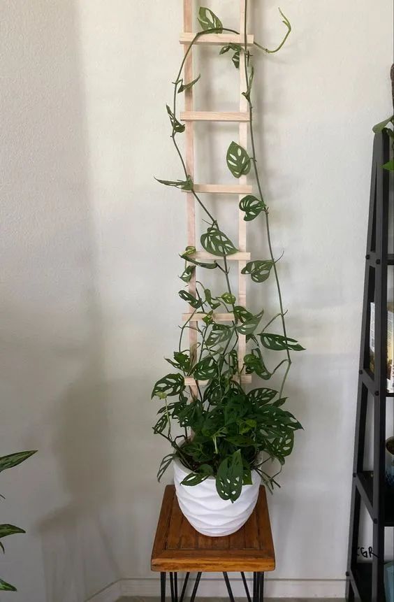 攀爬植物哪种比较好(6种可以养在室内的爬藤植物)