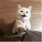 猫咪得了猫癣到底该怎么治？认清猫癣才能更好地治疗！