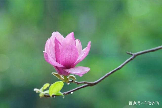 赞美玉兰花的诗词推荐，花语文化优美句子