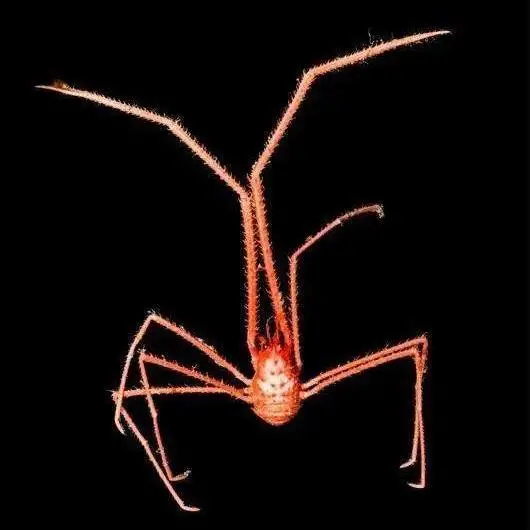 你对海洋了解吗？不要错过这个生物多样性环保创意大赛！