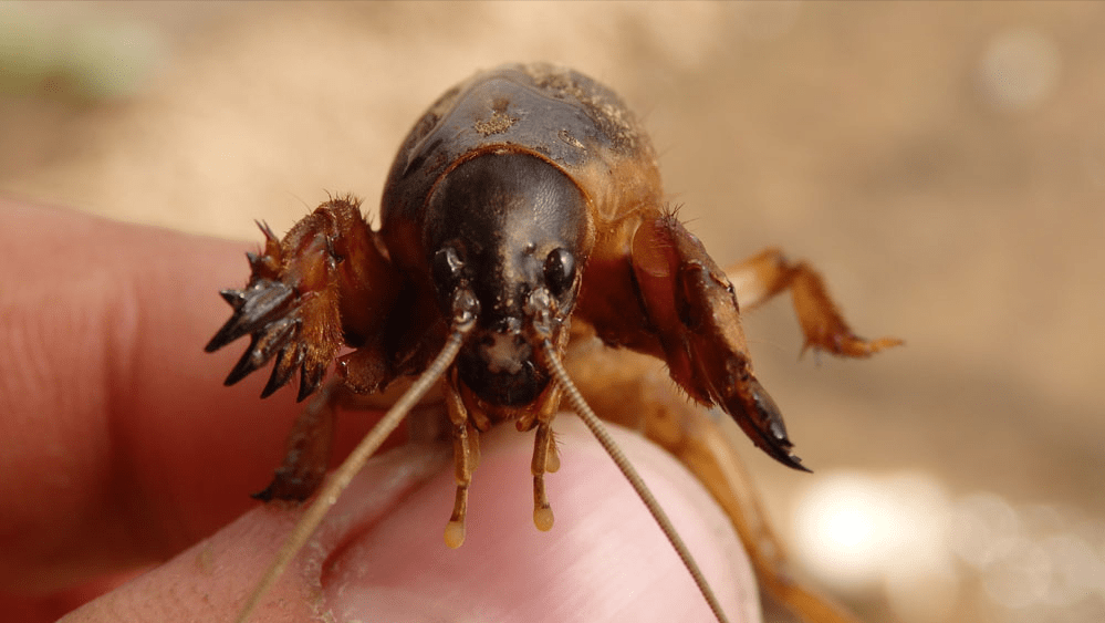 玩具,没事的时候就会捉一些昆虫来玩,蝼蛄就是其中的一种,它不会咬人