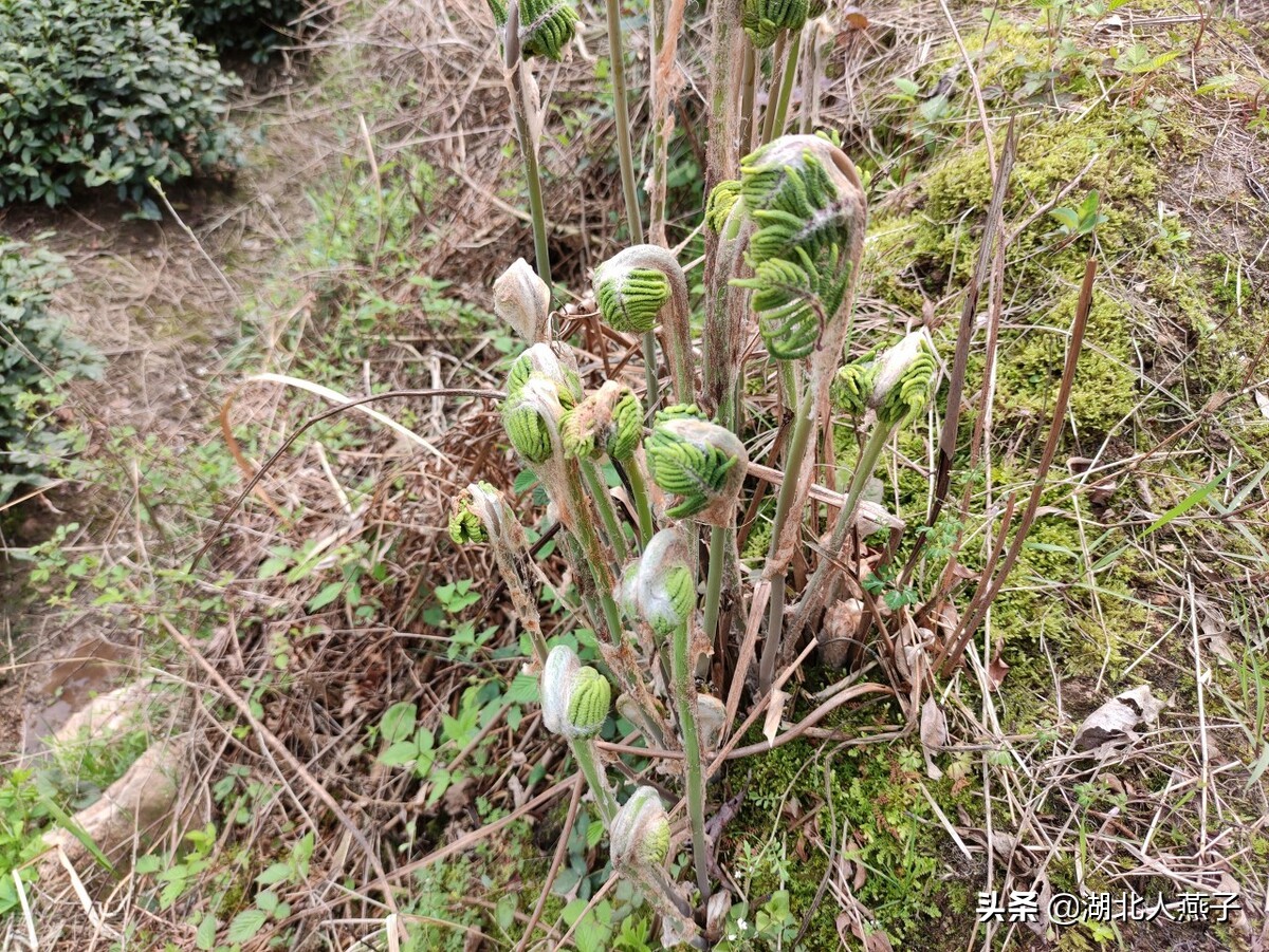 39种野菜图片，教你认识不同的野菜和吃法，你想要的野菜这里都有
