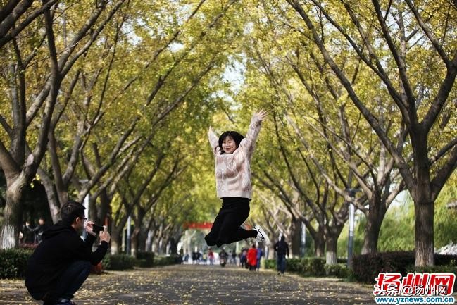 秋意浓，满城尽是“黄金叶” 扬城最美银杏只等你来赏