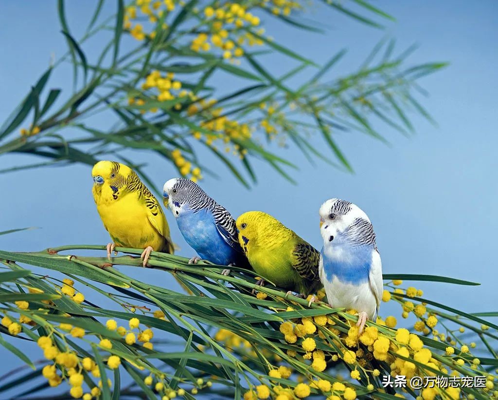 宠物店都能看到,黄黑色的虎皮条纹是它们最显著的特征,由于其小巧可爱