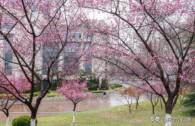 西南交通大学本科生主要升学高校：1009人升学本校，66人升学川大