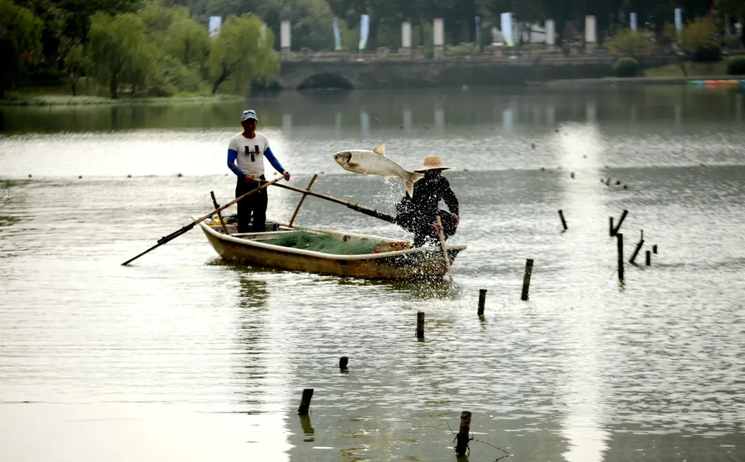 金职喊你免费吃鱼啦