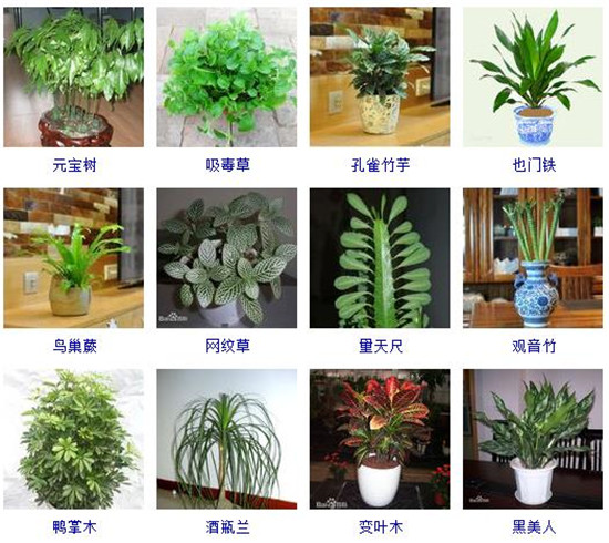 【常见问题】室内植物图片及名称大全,室内植物品种大全(图片【小编