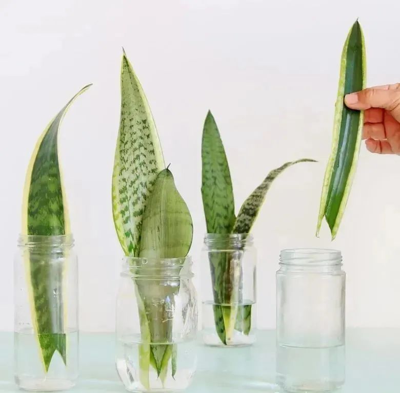 虎皮兰叶片水培和土培扦插繁殖示范,水里长出的小芽太可爱了