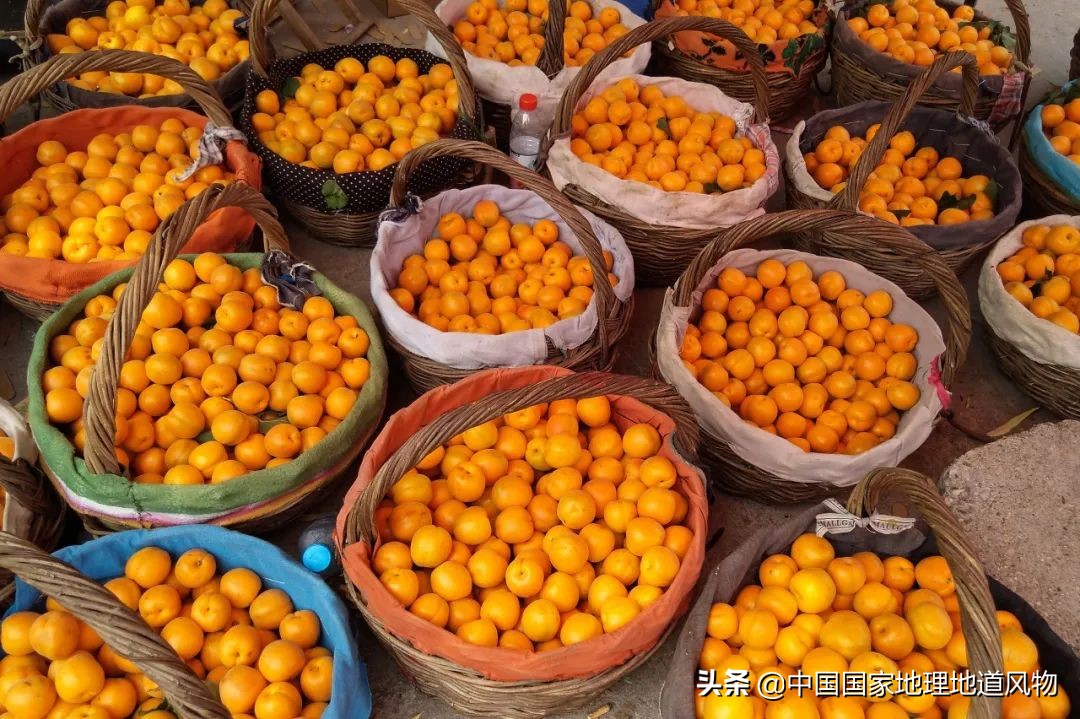 小白杏、大接杏、水蜜杏......中国到底哪里的杏子最好吃？