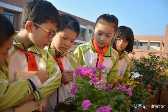重庆一小学楼顶种14000株向日葵，盘点别人家学校的花式楼顶风光