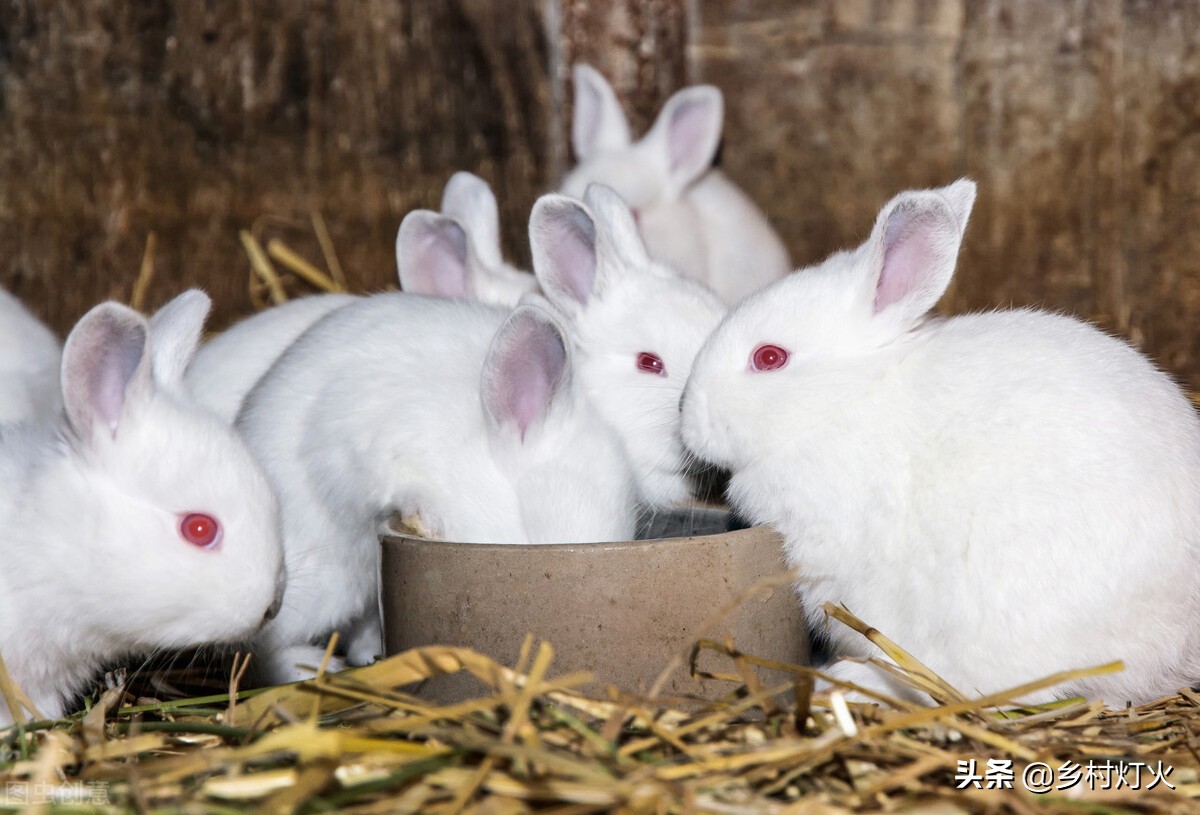 农村室内养殖什么不愁销路，养殖兔子为什么不赚钱？