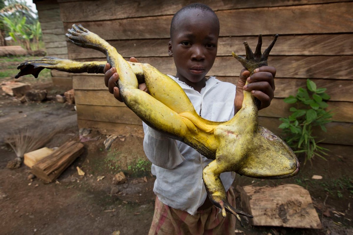 非洲“巨型蛙”长约1米，蝌蚪有鹅蛋那么大，为何还会濒临灭绝？