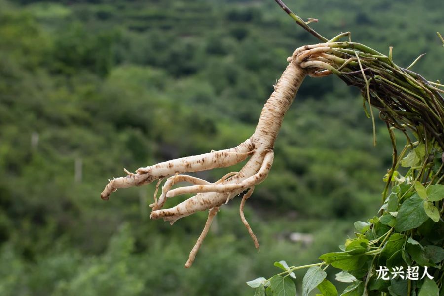 野生黨參圖片(道地藥材圖鑑之紋黨參) - 赤虎壹號