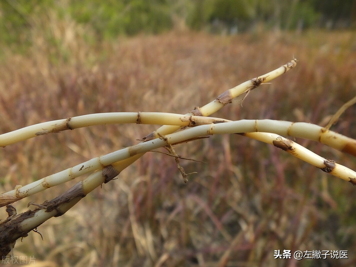 1000多元没治好的流鼻血却被几块钱的草药治好，这是怎么回事？