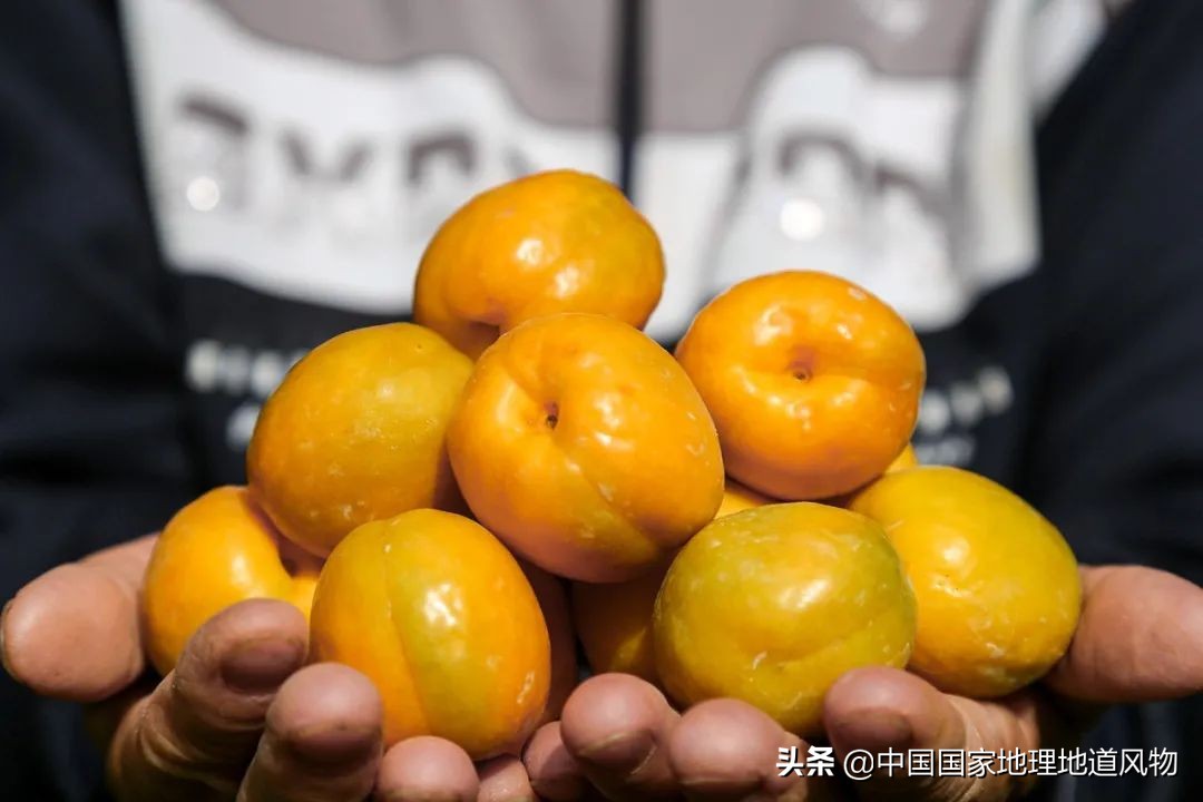 小白杏、大接杏、水蜜杏......中国到底哪里的杏子最好吃？
