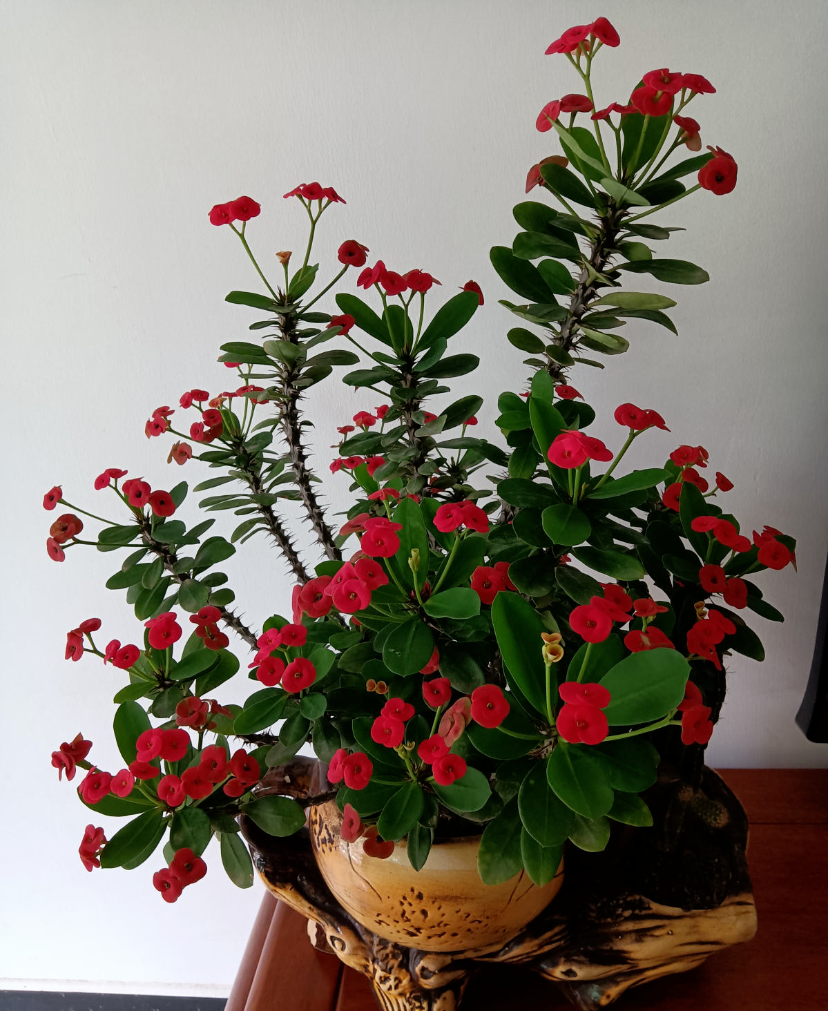 常见的10种“带毒花”，想养还是小心些，羊吃了都“直抽抽”