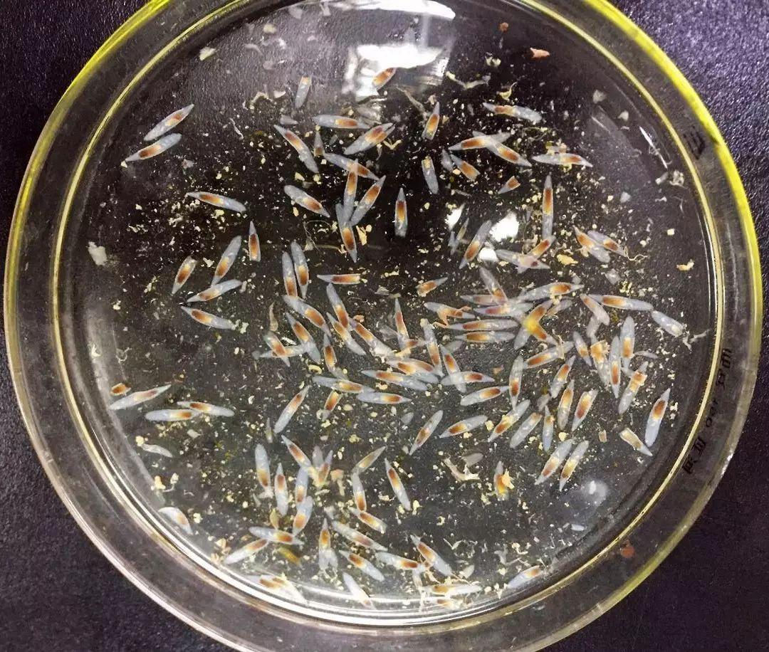 铁线虫的天敌是什么（生物界的傀儡师操控宿主）