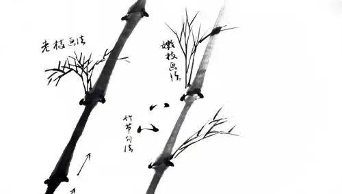 竹子的画法详解图文教程