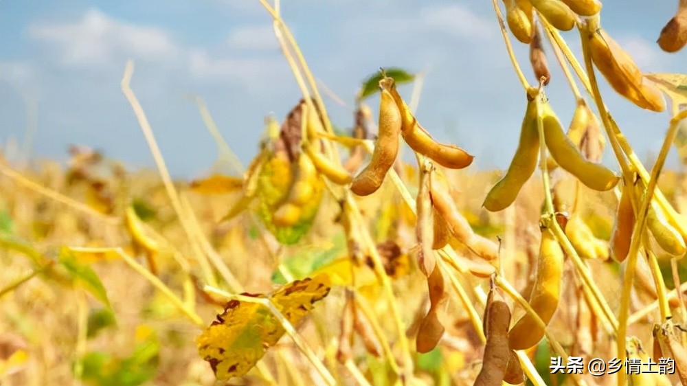 豆叶的故事图片 _飞翔号