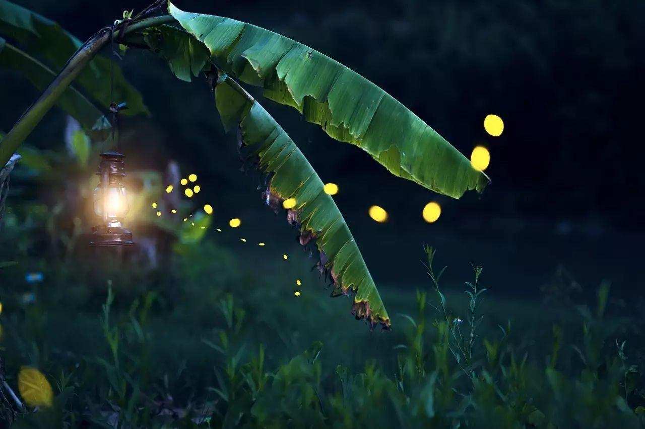 曾经在农村随处可见的萤火虫，如今为什么都不见了，它们去哪了？