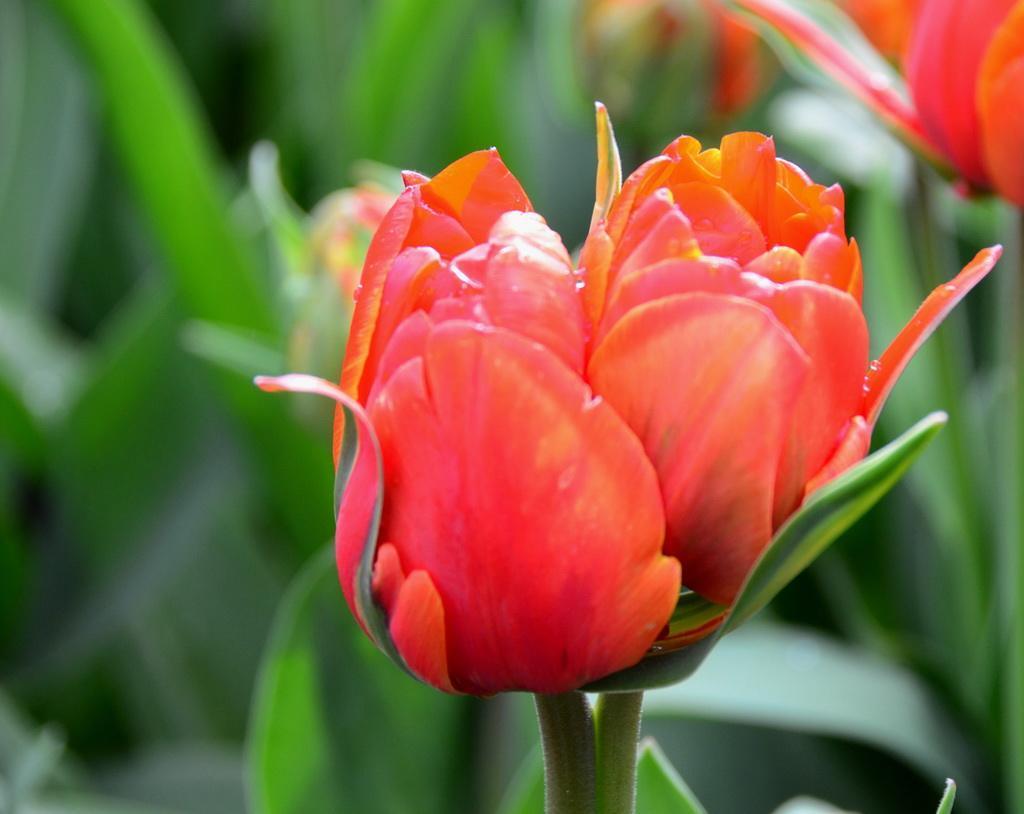 当然了,并蒂花也并不止小花介绍的这几种.