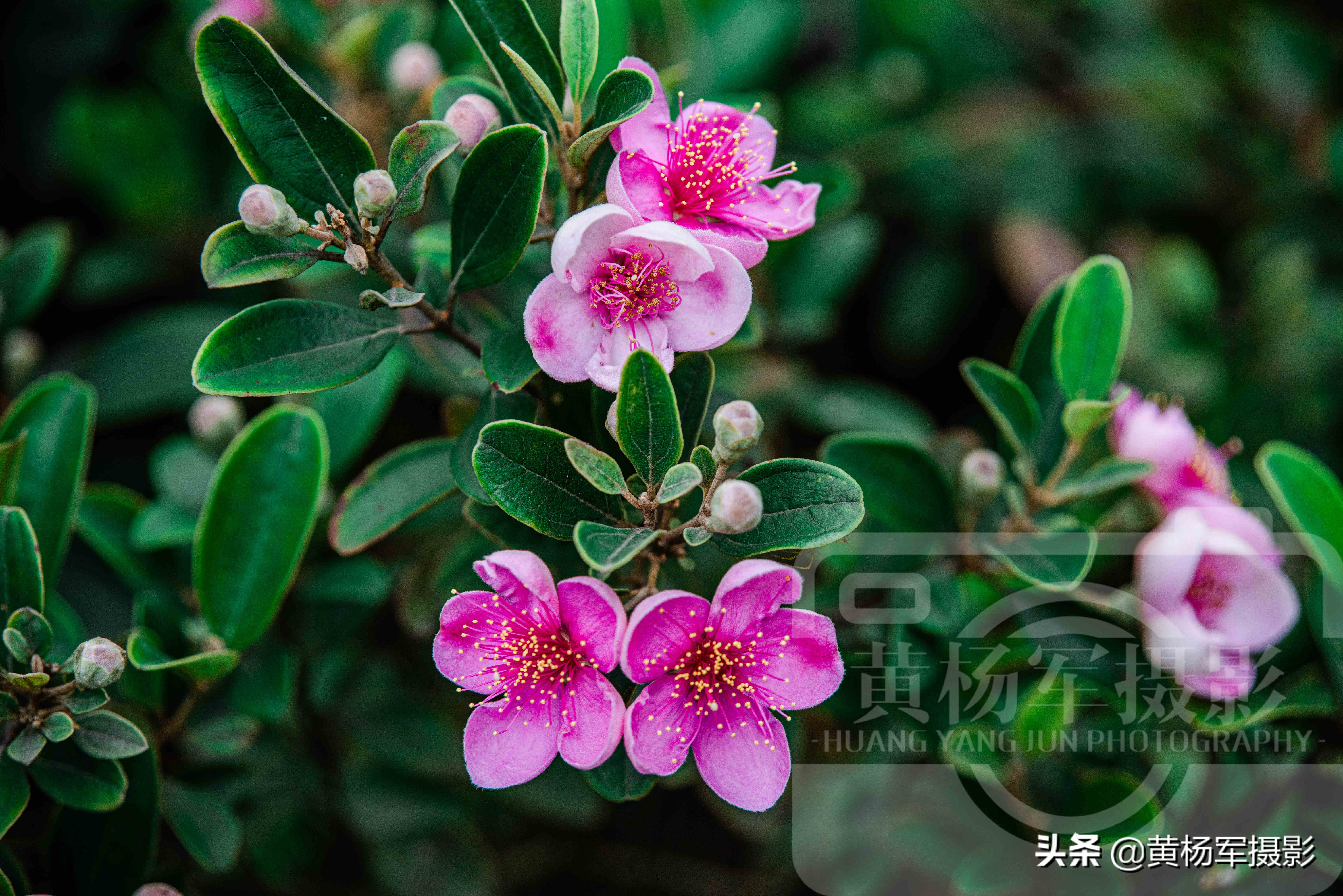 六月桃金娘花怒放的娇艳 乡村山间紫红色的花朵很美 花开特芬芳 紫红色的图片 安夏美发