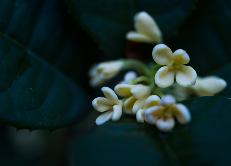 浓香满衣袂 不觉桂花开，十五首桂花的诗词，桂花香，秋意浓