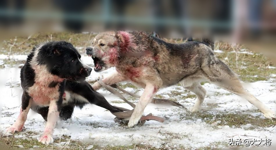 斗犬往事之猛犬风云二十年，真正的猛犬拥有不屈的意志