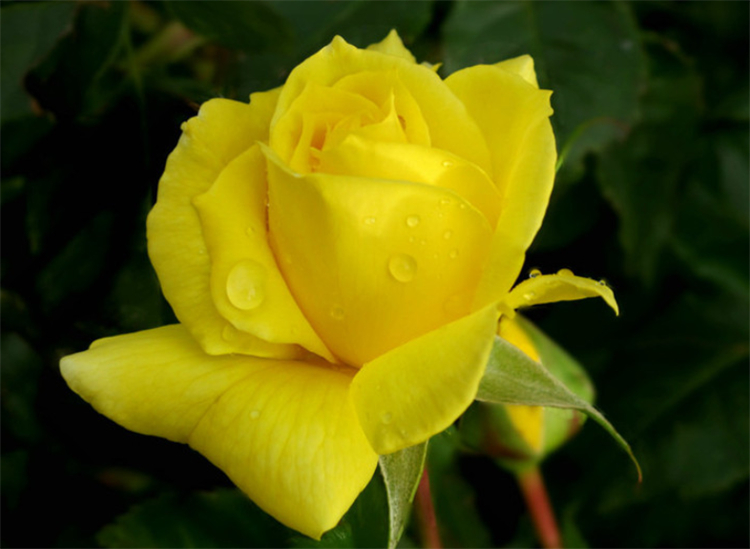 黄玫瑰花语是什么（千万不要轻易送黄玫瑰给恋人）