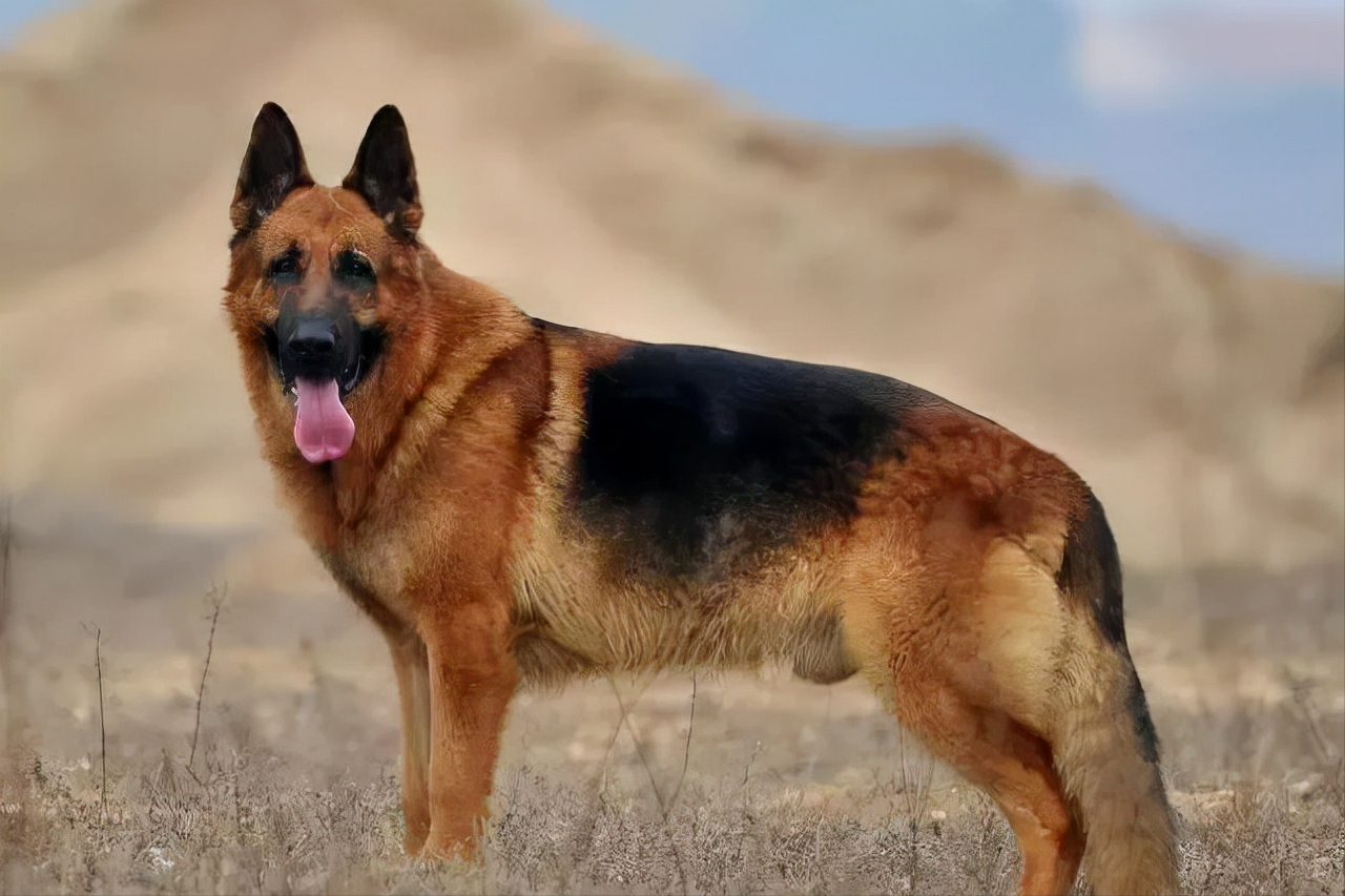 世界上被多国明令禁养的6大凶猛犬种，加纳利犬堪称“杀人犬”