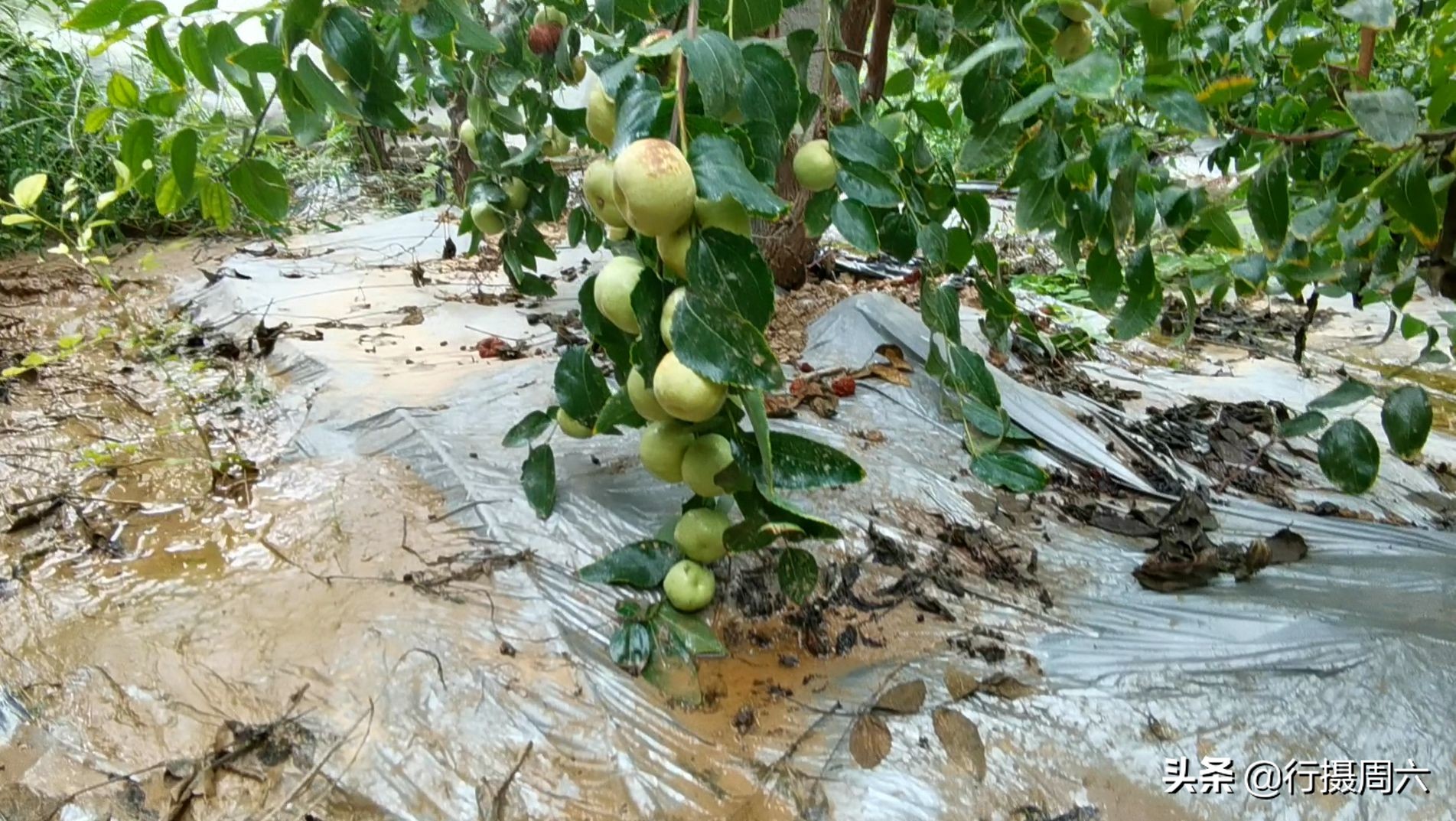 棗樹管理,棗樹管理方法