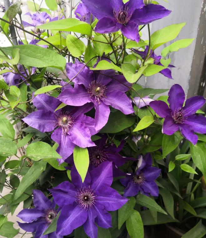 “花园三宝”之一,1年能开花上百天,冬天特别抗寒