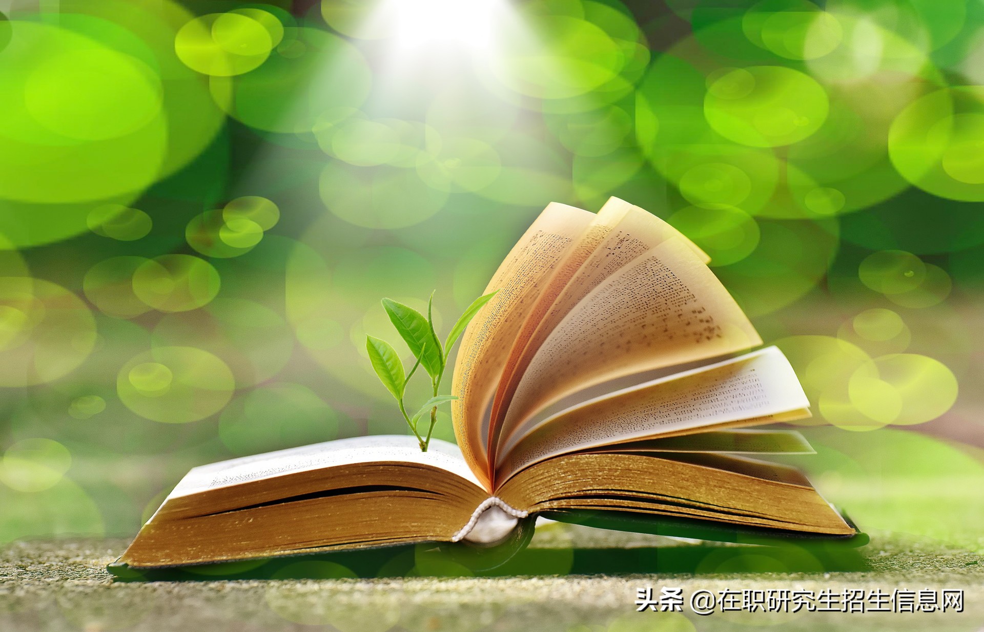 暨南大学 在职研究生（暨南大学在职研究生报考流程什么样）