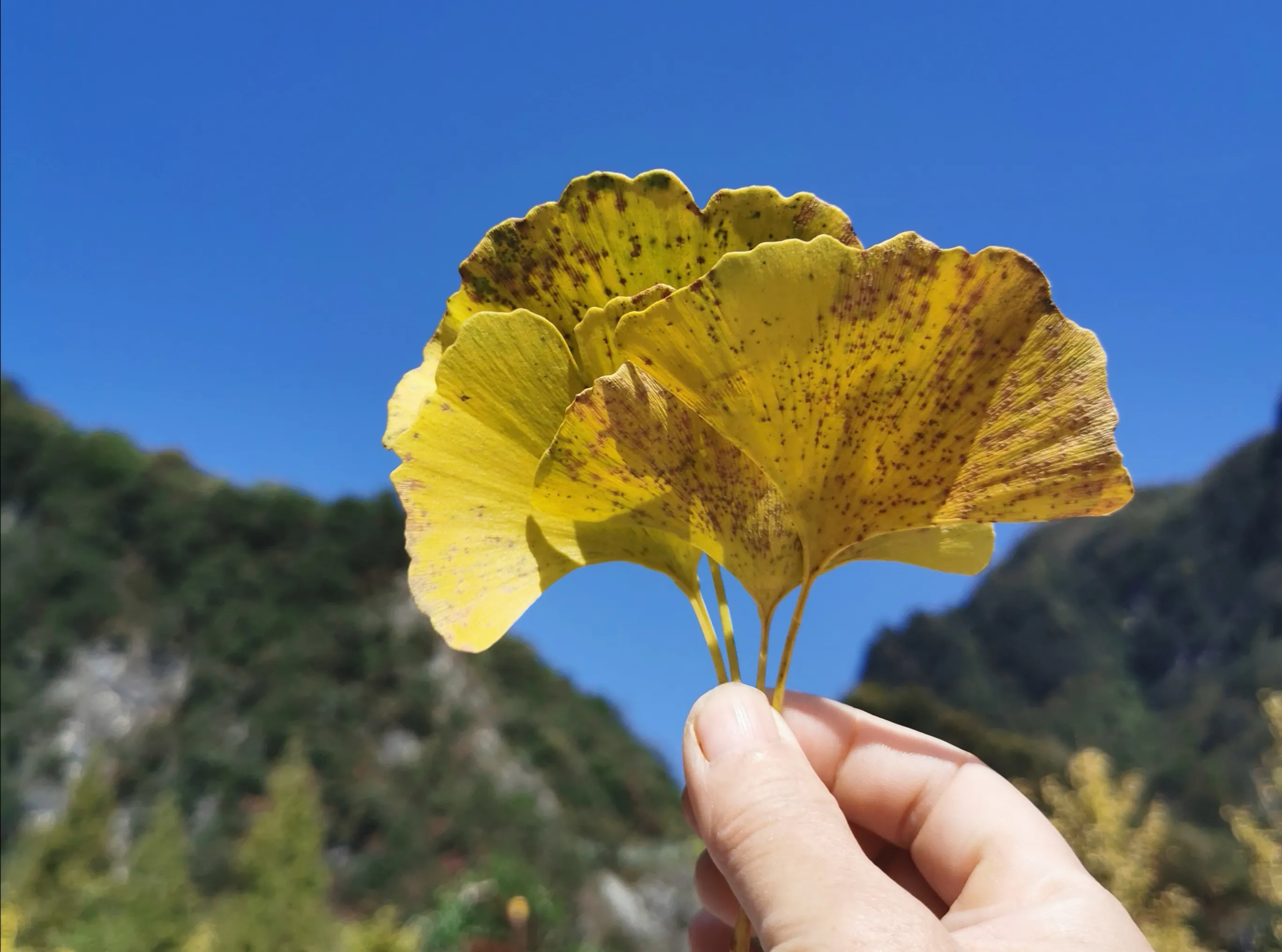 PIN码PUK码，分不清楚，手机和手机卡，哪一个更重要？