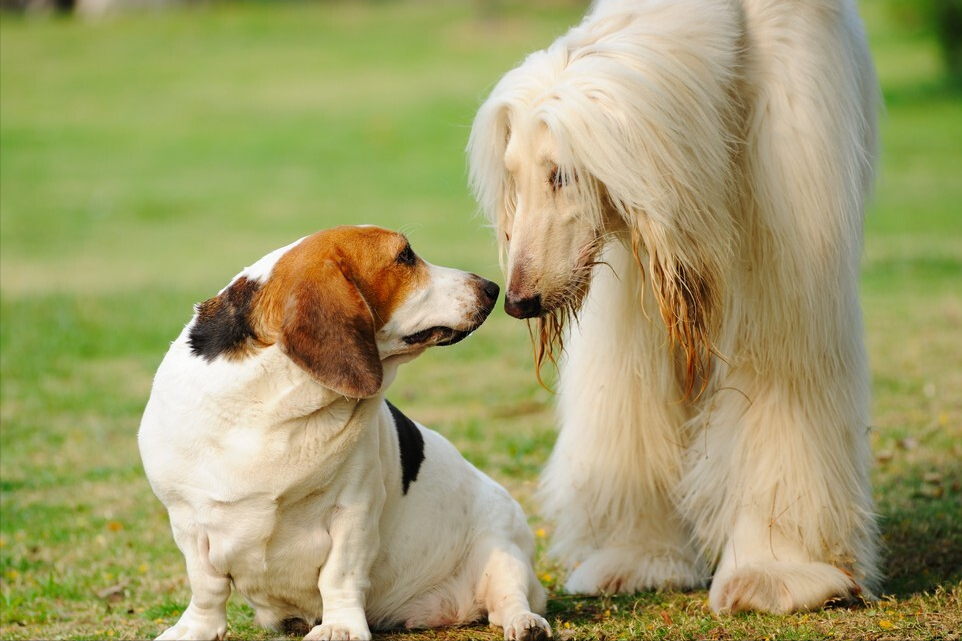 阿富汗猎犬很少人养，是不喜欢吗？还是另有其因？