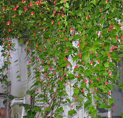 6种漂亮花,一年长成“遮阳棚”,能赏花,能挂果,又凉快