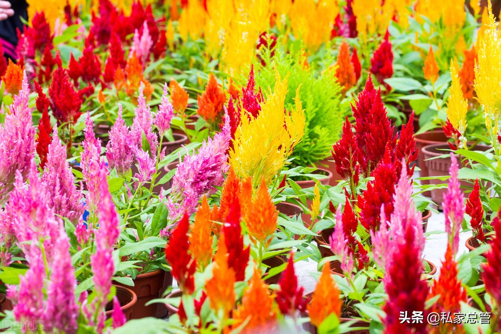 过往不恋，未来不迎，当下不负，如此安好