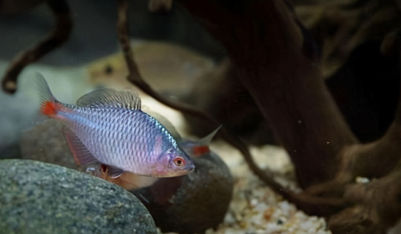 为什么有人认为鳑鲏鱼很难饲养?掌握以下几点,就可以把它们养好