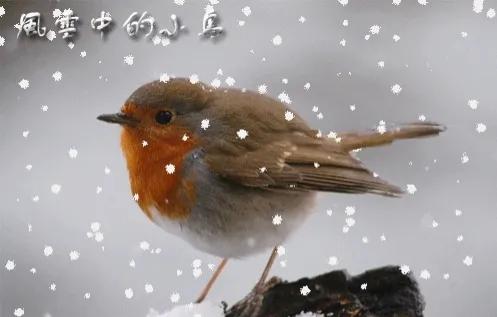 风雪中的小鸟