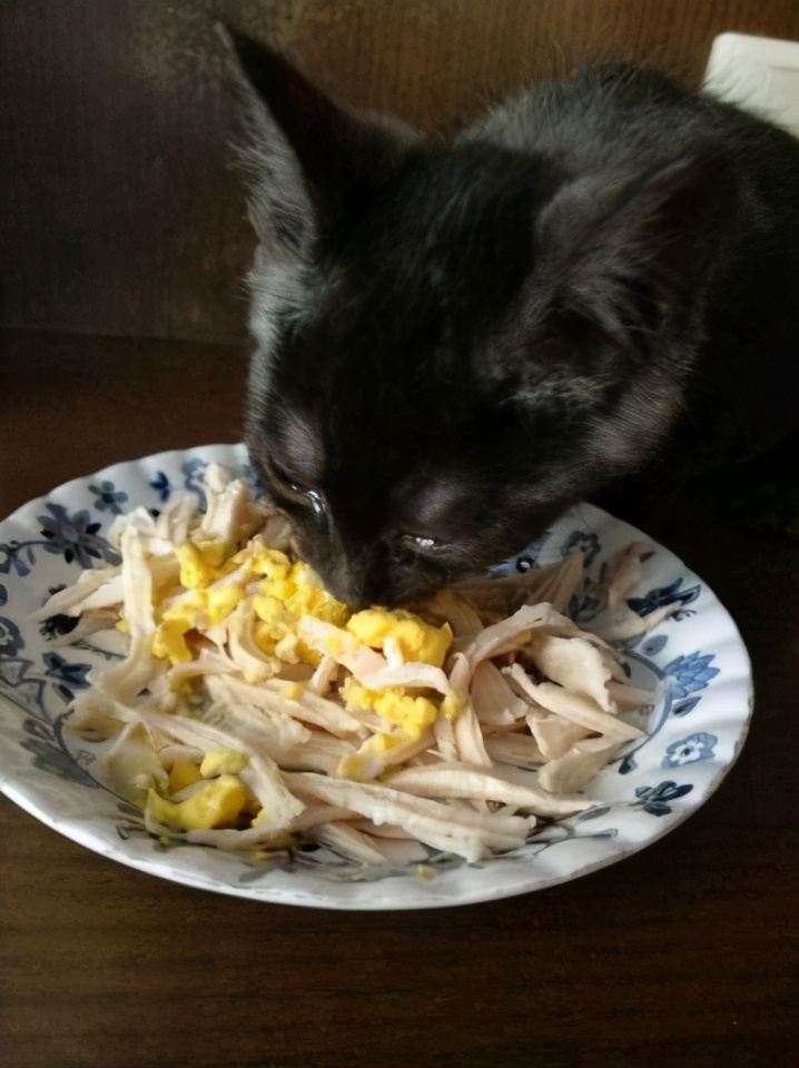 猫能吃虾吗（6种对于猫咪来说是人间美味食物）