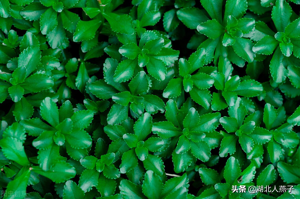 39种野菜图片，教你认识不同的野菜和吃法，你想要的野菜这里都有