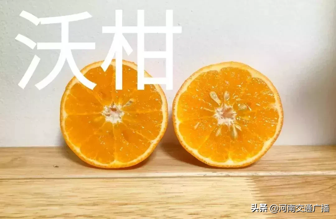 柑橘果实横切结构图图片