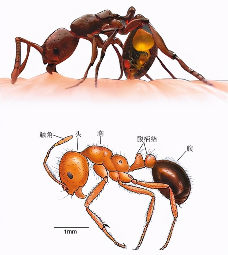 红火蚁位列全球最危险入侵物种，被咬到奇痛红肿，重则呼吸困难