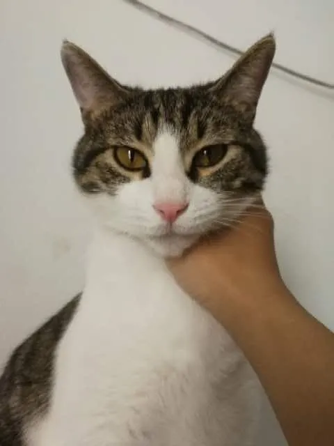 花了12000元拔光猫咪所有牙齿,只为让它活下去