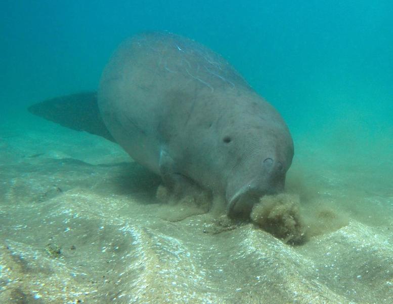 儒艮怎么读什么意思儒艮是什么动物