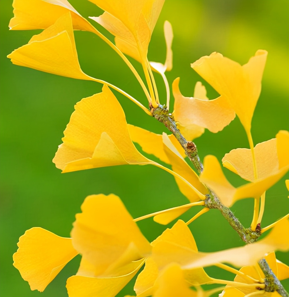 和恐龙同时代的植物,现在斯人已去,但银杏依旧傲笑春天