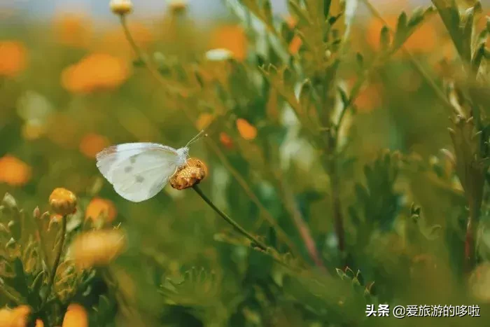 不负春光，送给亲爱的自己一场旅行。